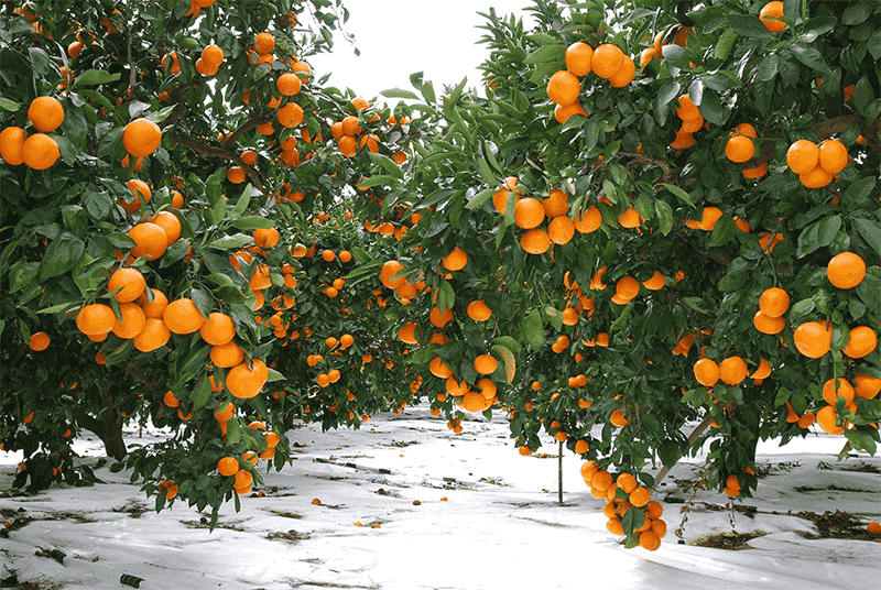 images/1746606175412Citrus processing line.png
